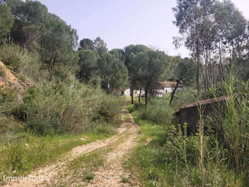 Quinta Urbano + Rústico - Vale Verde - Tremês - Santarém 19,5ha - Grande imagem: 3/10