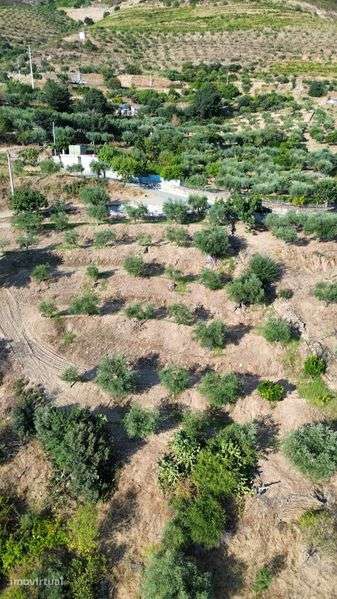 Terreno Agricola em Açoreira, Torre de Moncorvo - Grande imagem: 2/8