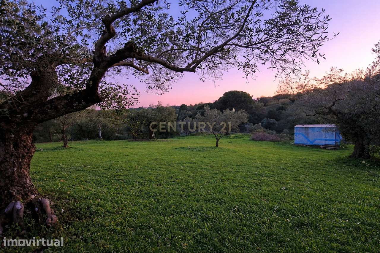 Olival para Venda – Pedrógão, Torres Novas - Grande imagem: 2/19