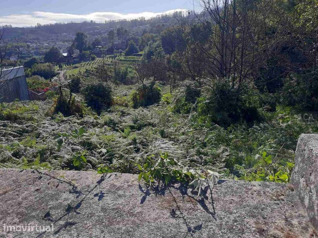 Terreno de cultura com citrinos - Grande imagem: 4/5