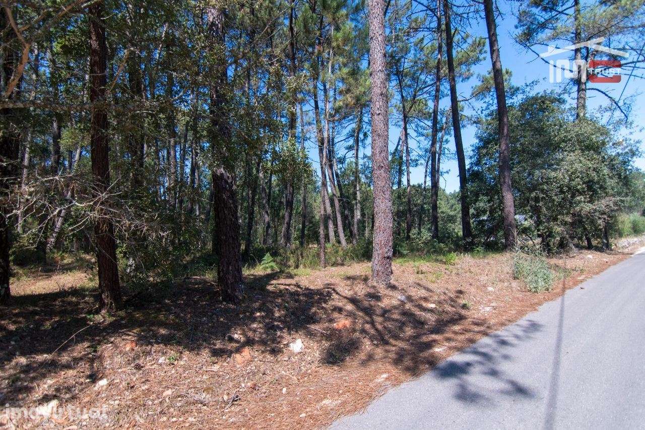 TERRENO RÚSTICO DE 930 M2 COM PINHAL E TERRA DE CULTURA - Grande imagem: 2/8