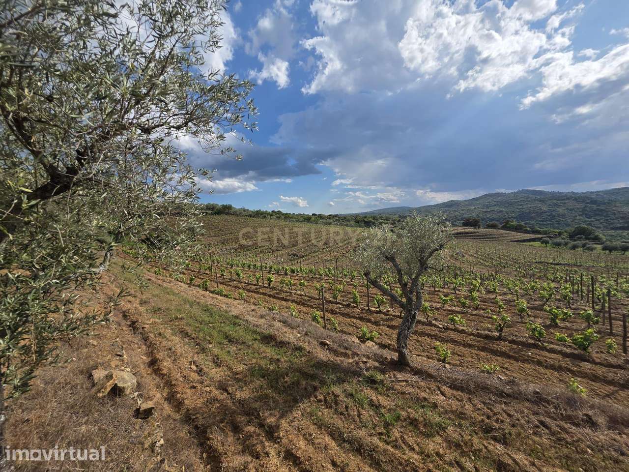 Quinta dos Cantos — Propriedade com vinha, olival e potencial agrícola - Grande imagem: 3/6