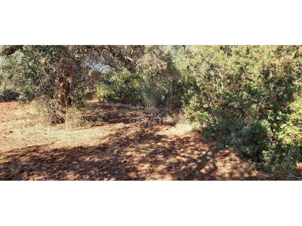 Terreno rústico, em zona agrícola, Ribeira de Alte, Paderne, Albufe... - Grande imagem: 3/25