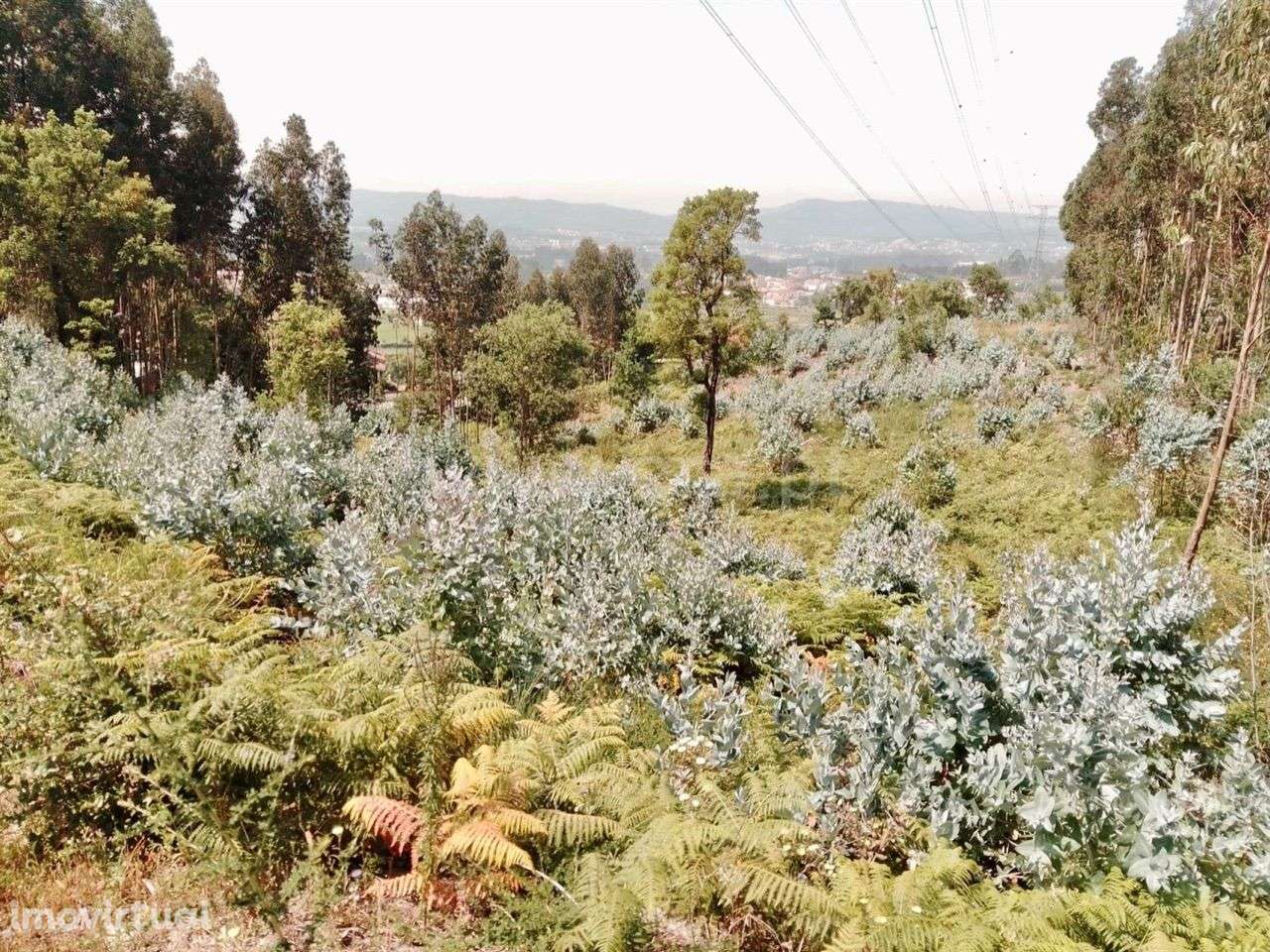 Terreno para construção em Rebordosa - Paredes - Grande imagem: 3/6