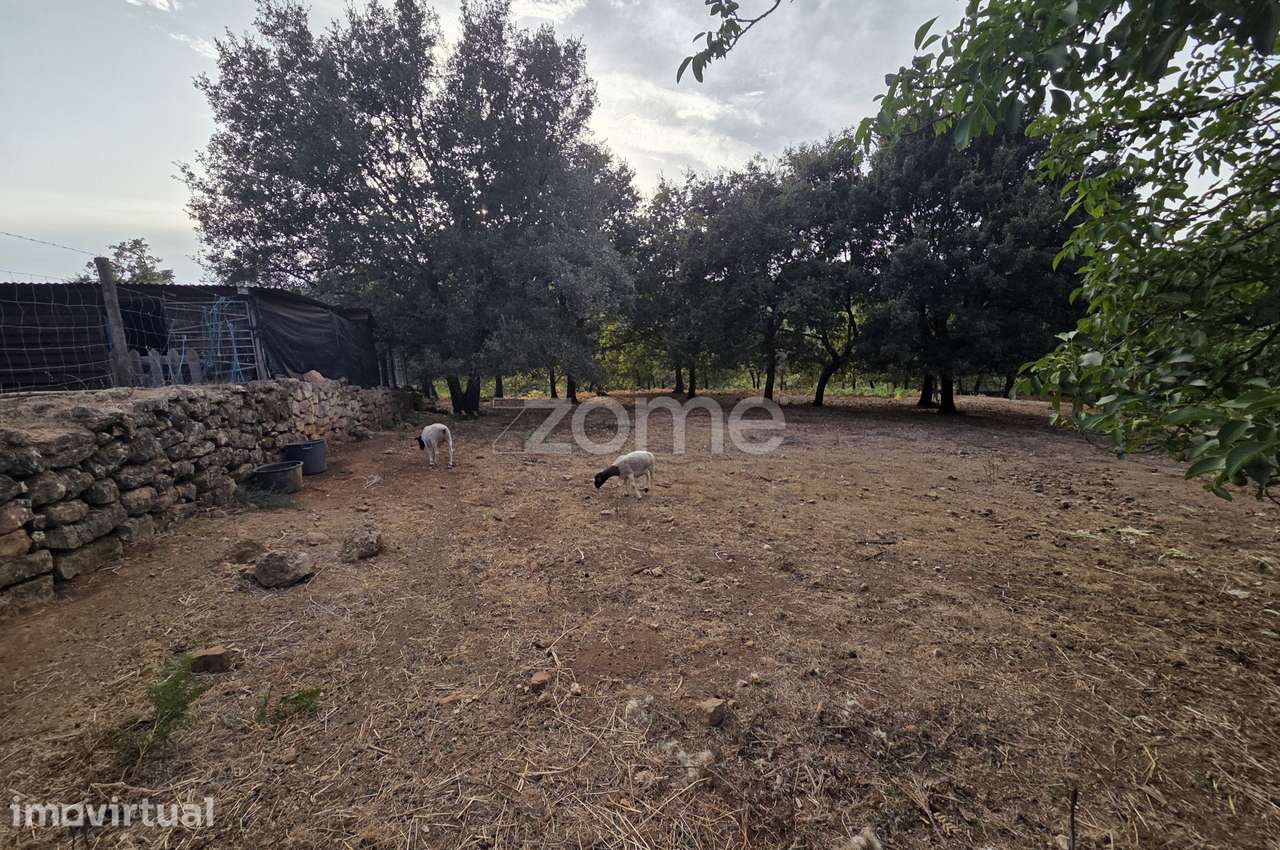 Quinta com cerca de 5,5ha - Património Natural com Potencial Único - Grande imagem: 2/19
