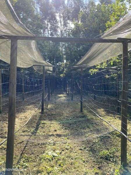 Vendo Monte, Armazem e Terras - Grande imagem: 5/5