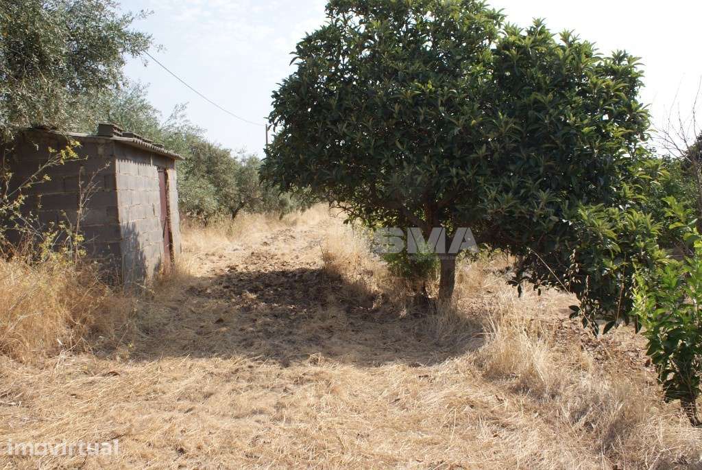 Terreno agrícola - Grande imagem: 4/12