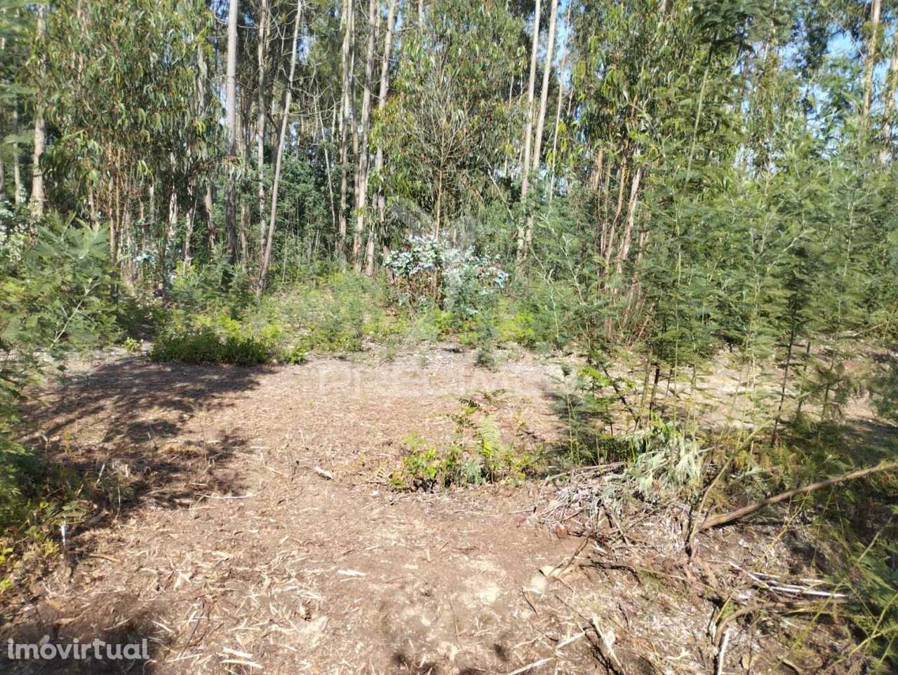 Terreno Urbano em Azurva - Grande imagem: 3/9