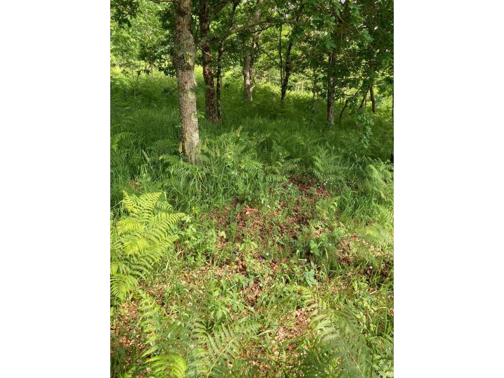 Terreno com PIP e 4.040 m² | Formariz, Paredes de Coura - Grande imagem: 5/10