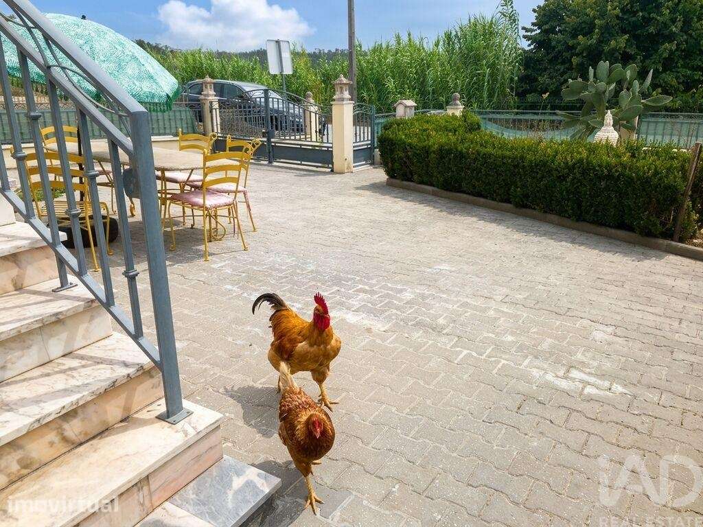 Casa / Villa T4 em Louriçal - Grande imagem: 4/40