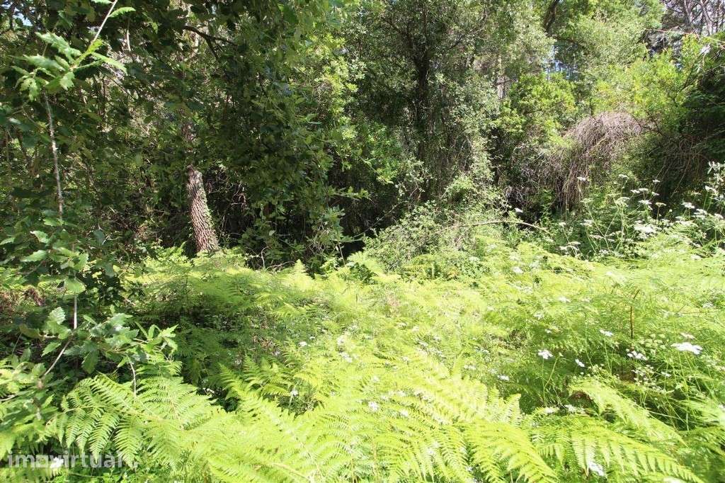 Terreno  Coimbra, Carvalhais - Grande imagem: 3/3