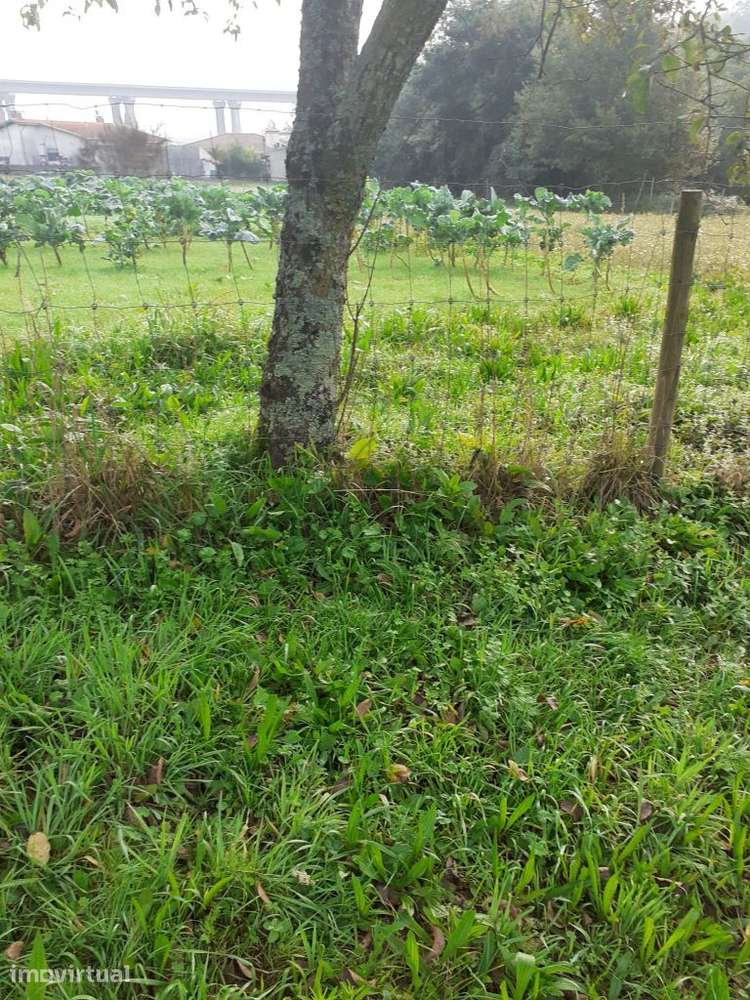 Terreno c/2000 m² | Santa Maria da Feira - Grande imagem: 4/8