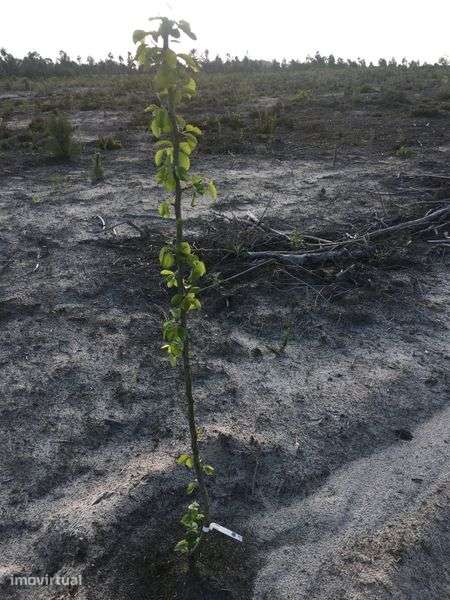 Terreno agricola 6Ha - Grande imagem: 2/9
