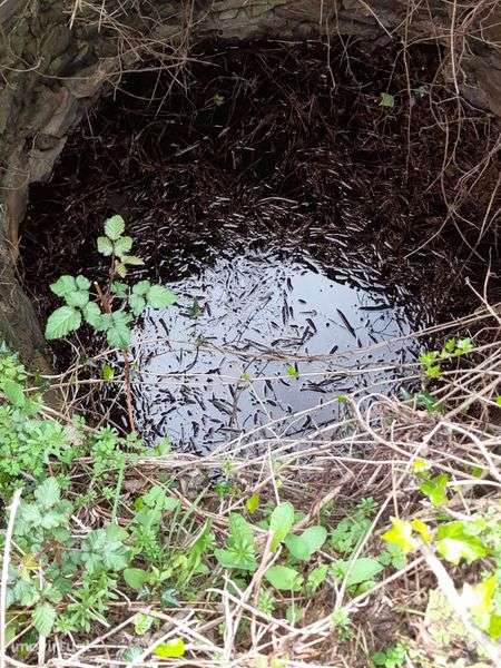 Terreno Arega Figueiró dos Vinhos, Leiria com 2.136,91 m2 e  poço muit - Grande imagem: 3/10