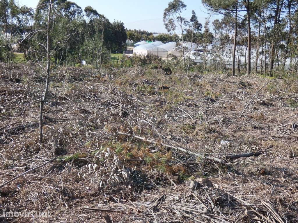 Terreno, Silveira, Cerca, Torres Vedras - Grande imagem: 2/12