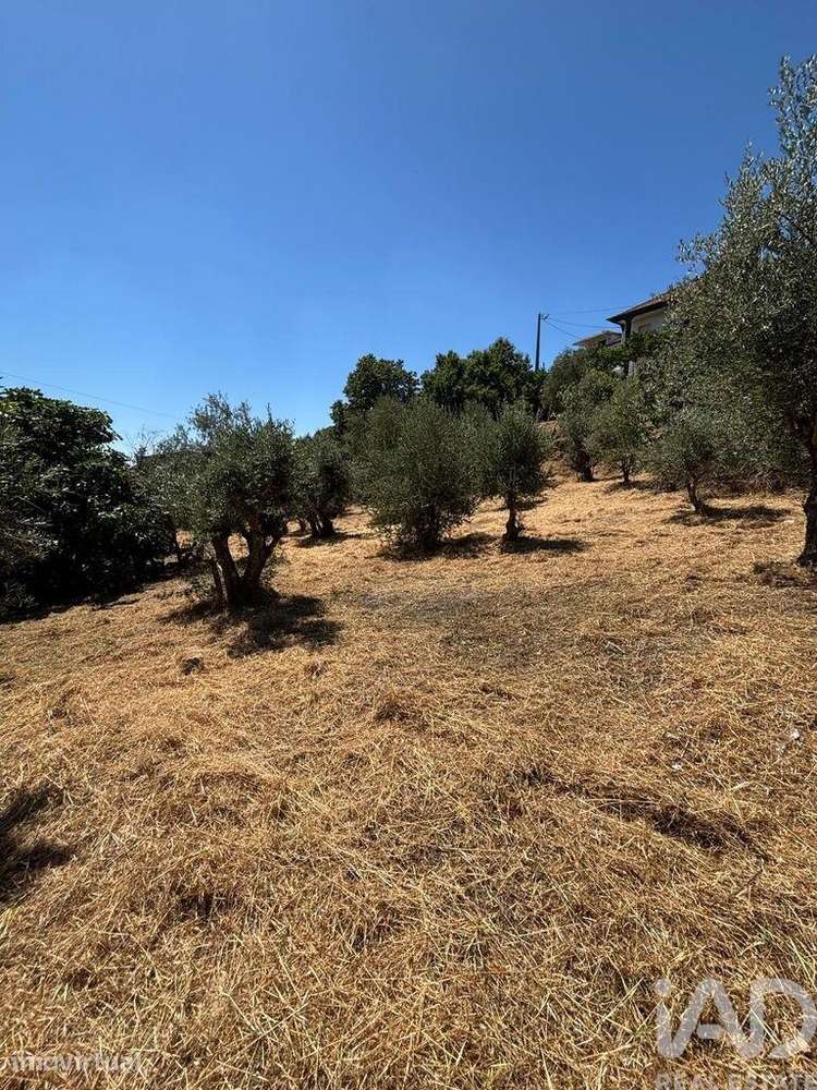 Terreno para construção em Proença-a-Nova e Peral - Grande imagem: 2/10