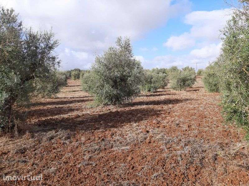 Monte Alentejano para venda! Excelente oportunidade! - Grande imagem: 5/6