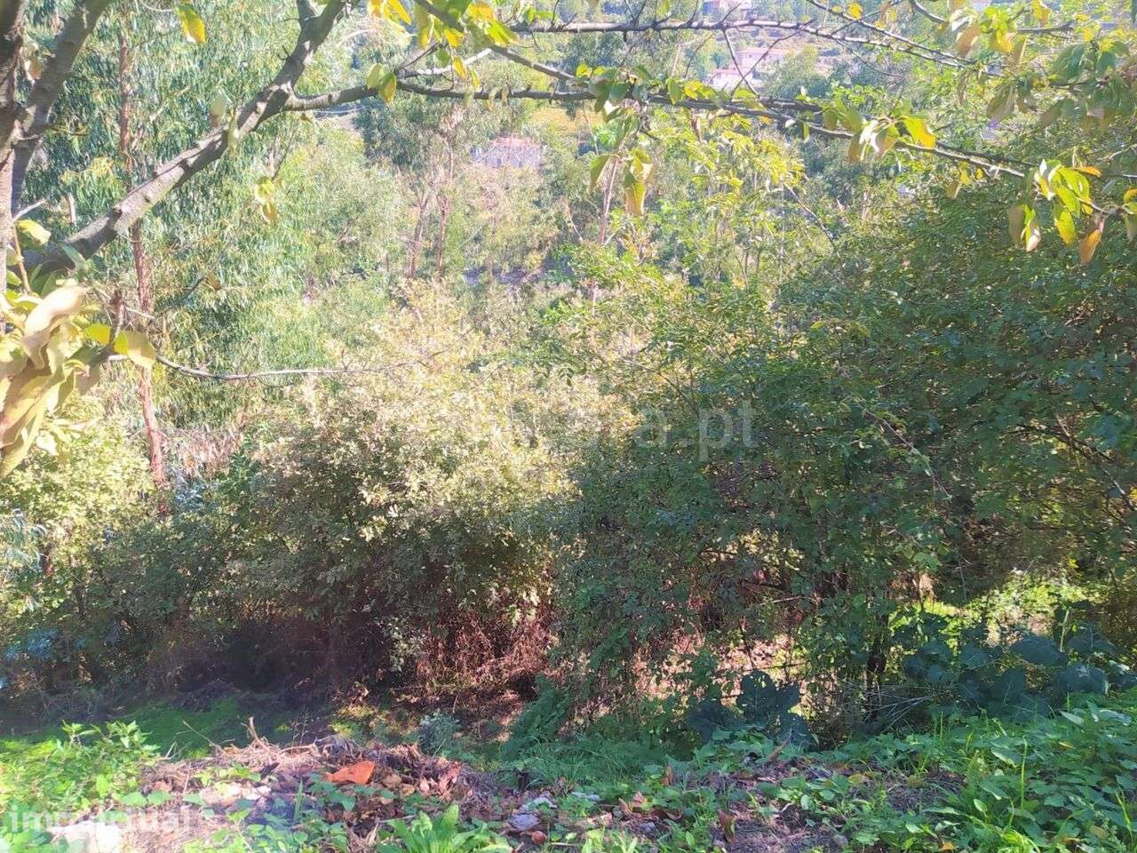 Terreno / Cinfães, Santiago de Piães - Grande imagem: 4/9