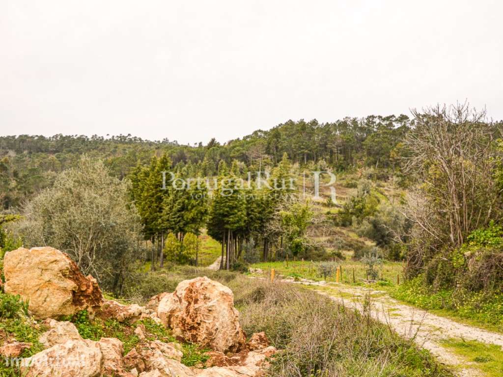 Terreno de 16.000m2 para quintinha rural - Grande imagem: 3/12