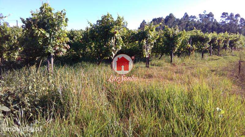 Terreno rústico com 18.000 m2 em Vilarinho das Cambas - Grande imagem: 2/2