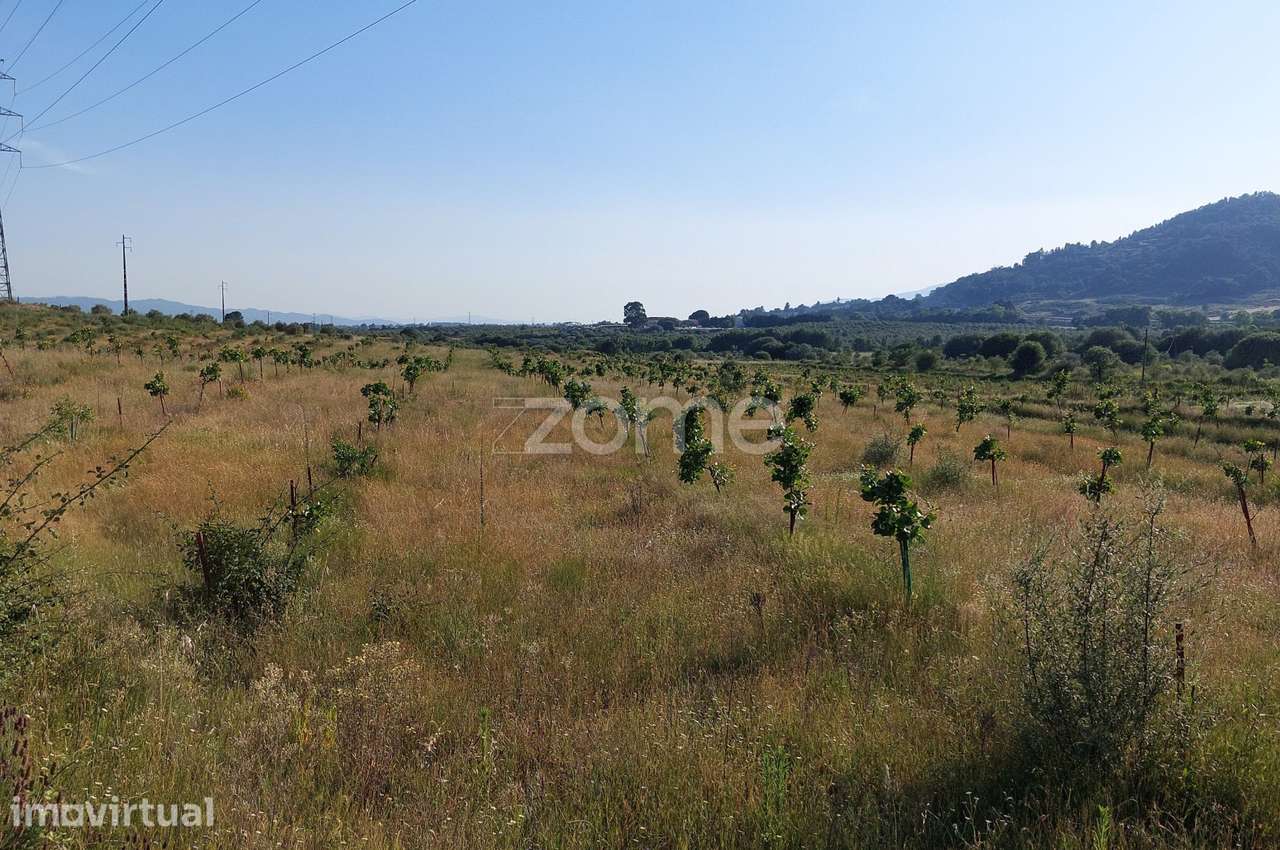 Quinta Agro-Biológica e Projeto de Agroturismo | Belmonte - Grande imagem: 4/26