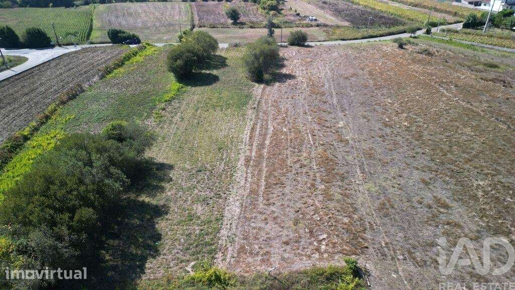 Terreno Agrícola em Cacia - Grande imagem: 4/7