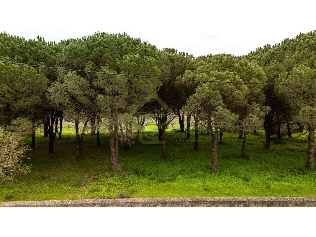 Quintinha com 3 hectares a 5 minutos de Torres Vedras - Grande imagem: 3/12