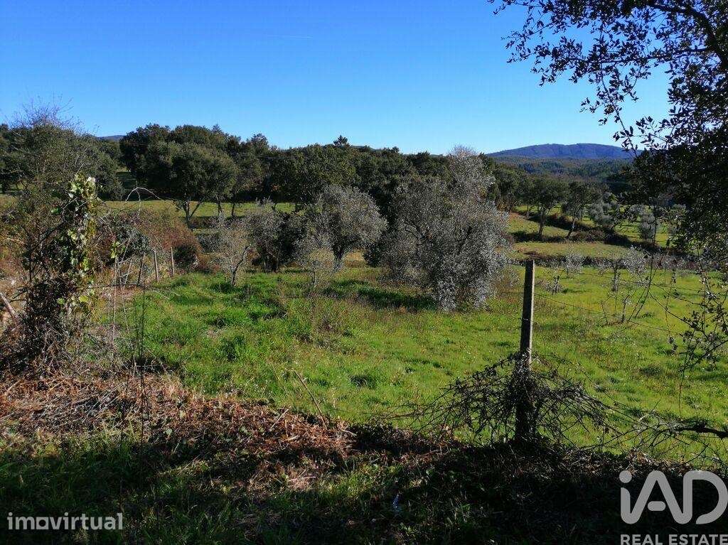 Terreno Agrícola em Pedrógão Pequeno - Grande imagem: 5/14