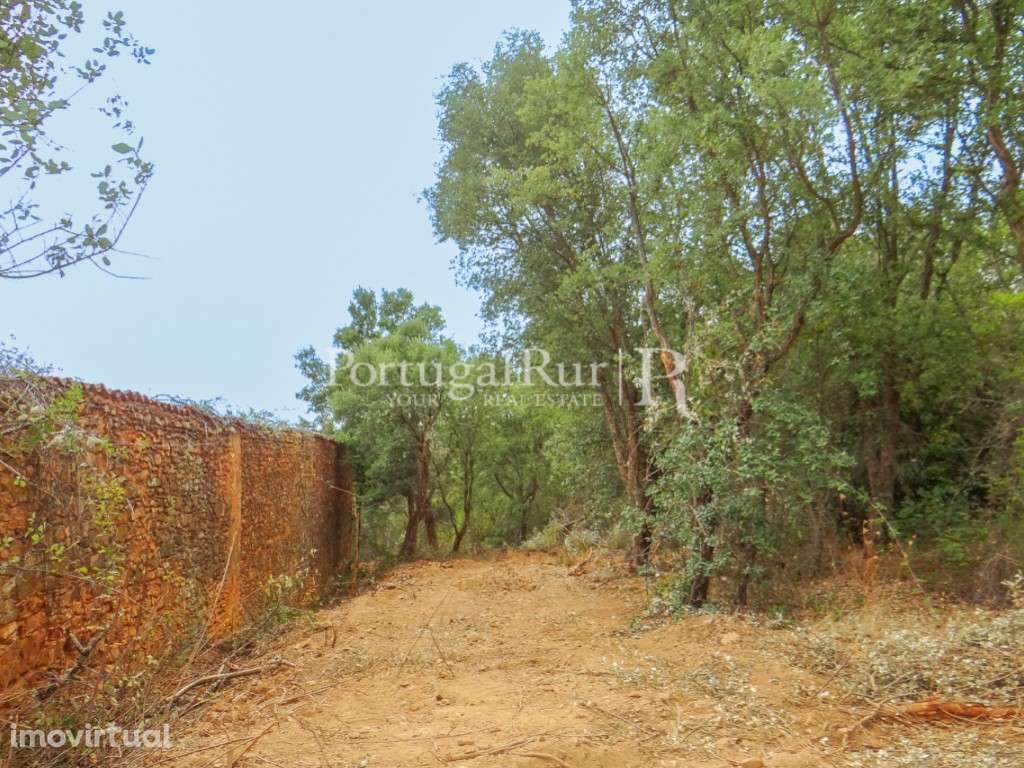 Quinta em Alegrete com ruinas - Grande imagem: 4/23