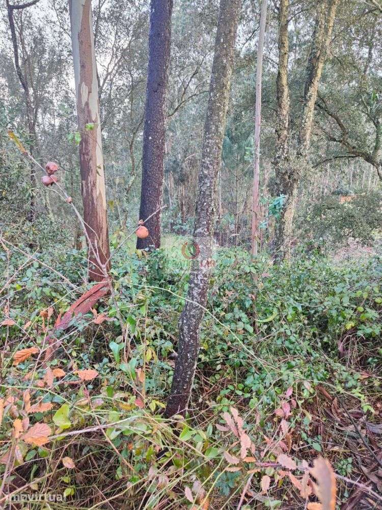 Terreno com viabilidade de construção em Malhapão - Grande imagem: 4/14