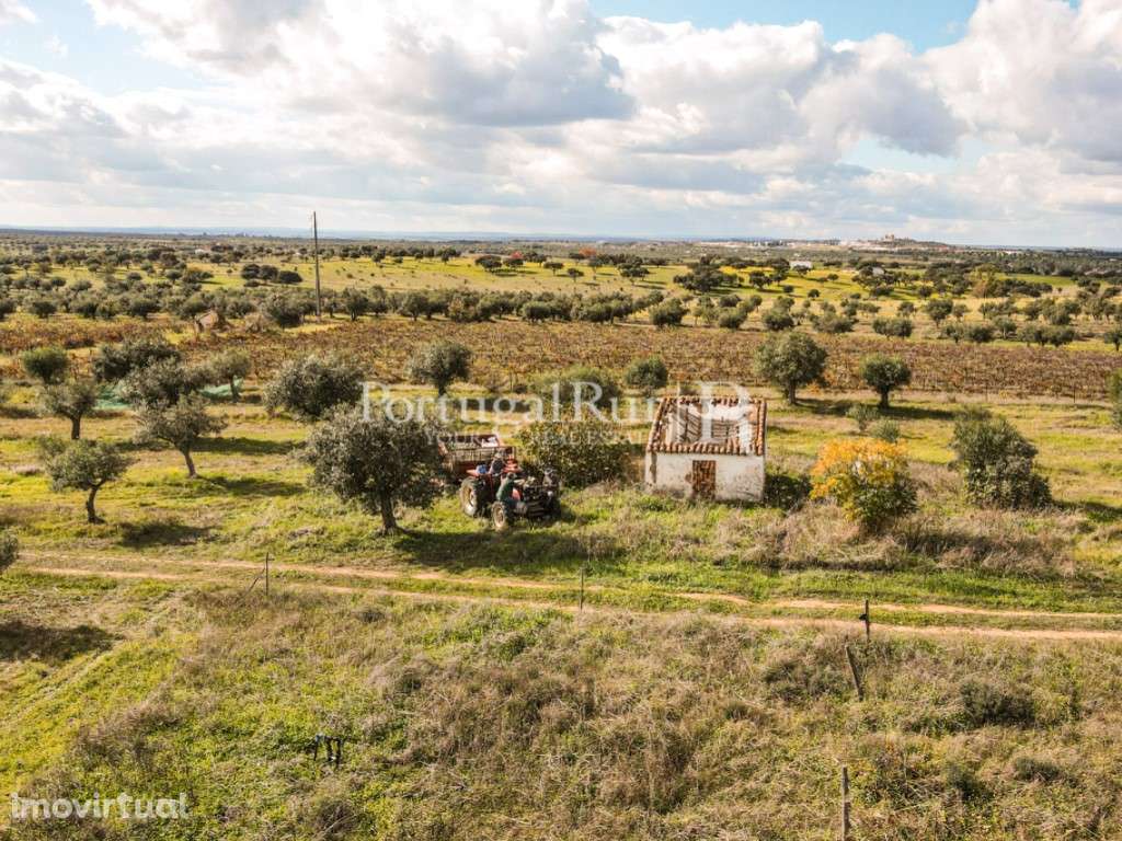 Terreno de 7,5ha com olival e ruína - Grande imagem: 3/17