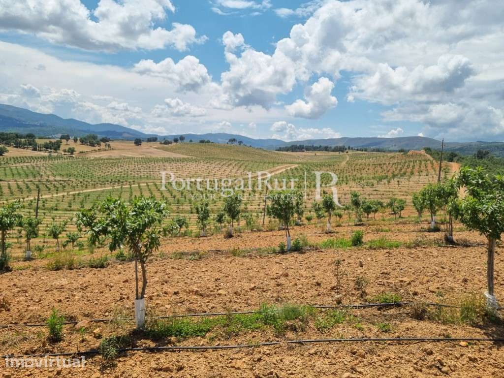 Herdade de 64ha com Amendoal no Fundão - Grande imagem: 2/11