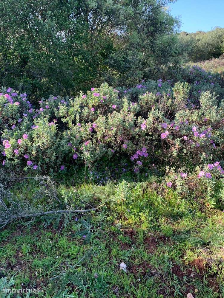 Terreno na Serra de Monsanto - Alcanena - Grande imagem: 5/22