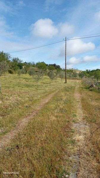 Terreno Agricula - Grande imagem: 3/12