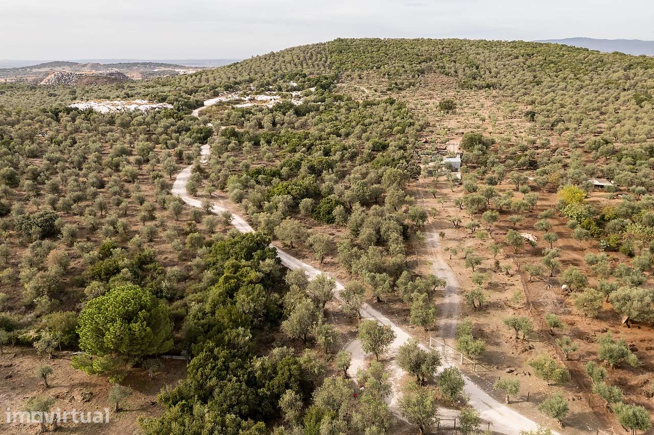 Terreno rústico c/ 7 750 m² e Olival em Vila Viçosa, Évora - Grande imagem: 5/8