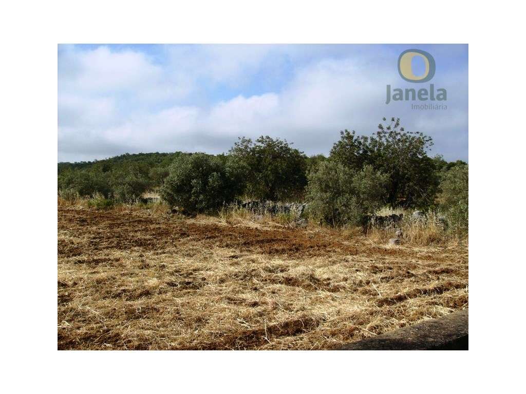 Terreno rústico com 5240 m2 bom para agricultura - Grande imagem: 4/5