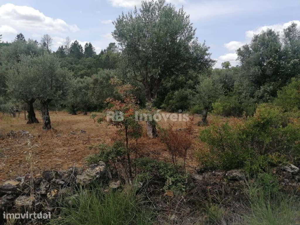 Dois terrenos rústicos com 4.074 m² - Carvalhal da Póvoa, Tomar - Grande imagem: 4/8