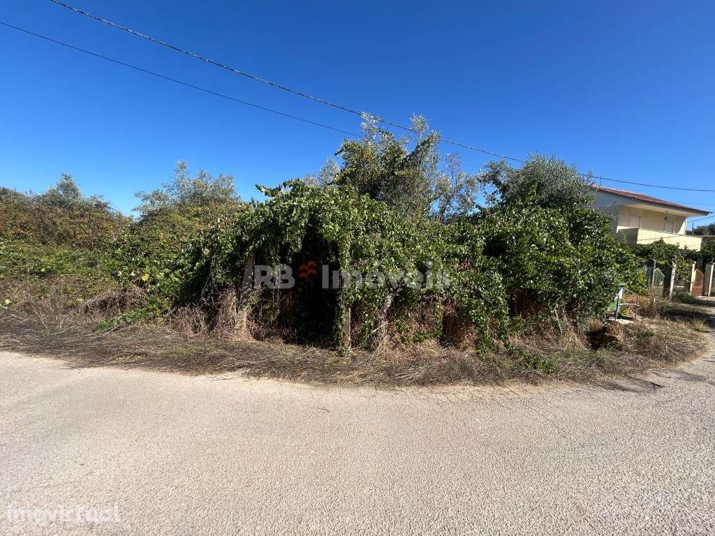 Terreno silvado com nora - Abadia, Serra de Tomar - Grande imagem: 2/12