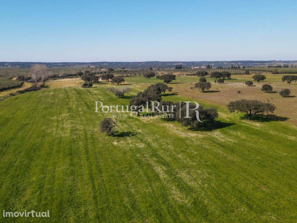 Quinta com 29 hectares em Avis - Grande imagem: 4/60