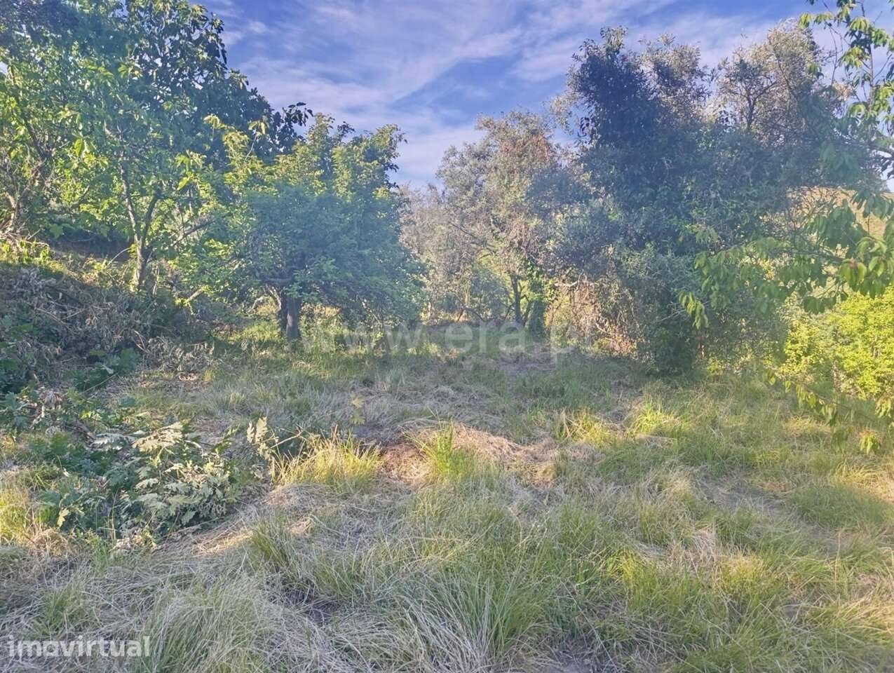 Terreno / Fundão, Alcongosta - Grande imagem: 3/16