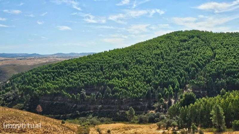 Terreno Rústico com 43 Hectares em Nisa, Portalegre - Grande imagem: 3/12