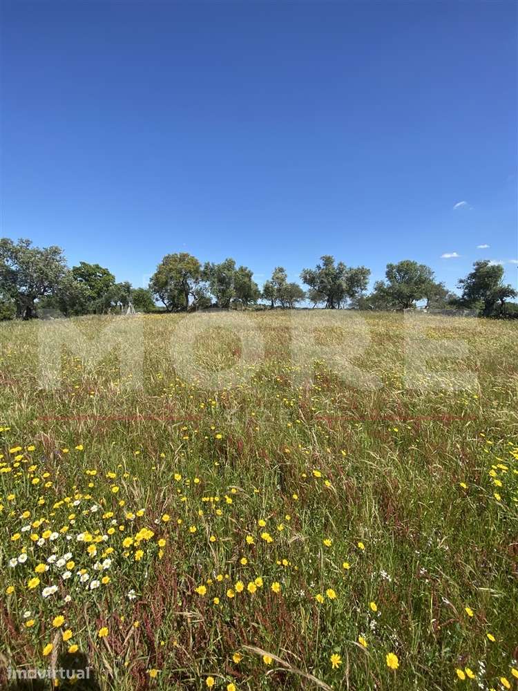 Terreno Rústico com 18.750 m² – Alcáçovas, Viana do Alentejo - Grande imagem: 3/9
