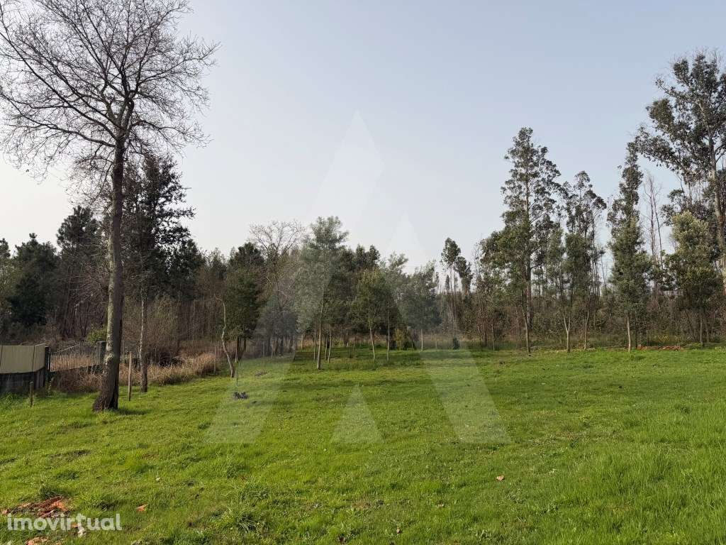 Terreno rústico em Assilhó - Albergaria-a-Velha - Grande imagem: 3/22