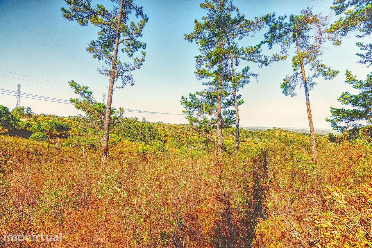 HERDADE SANTIAGO DO CACÉM - Grande imagem: 5/40