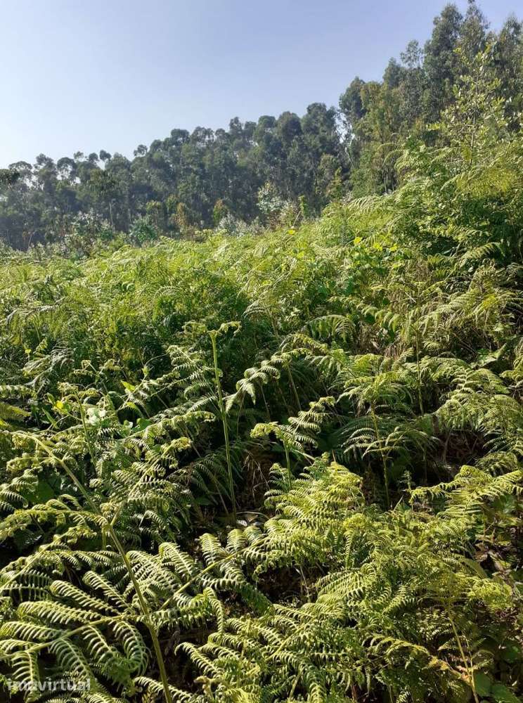 Vende-se Terreno urbano em Sanguedo com 700 m2 - Grande imagem: 4/7