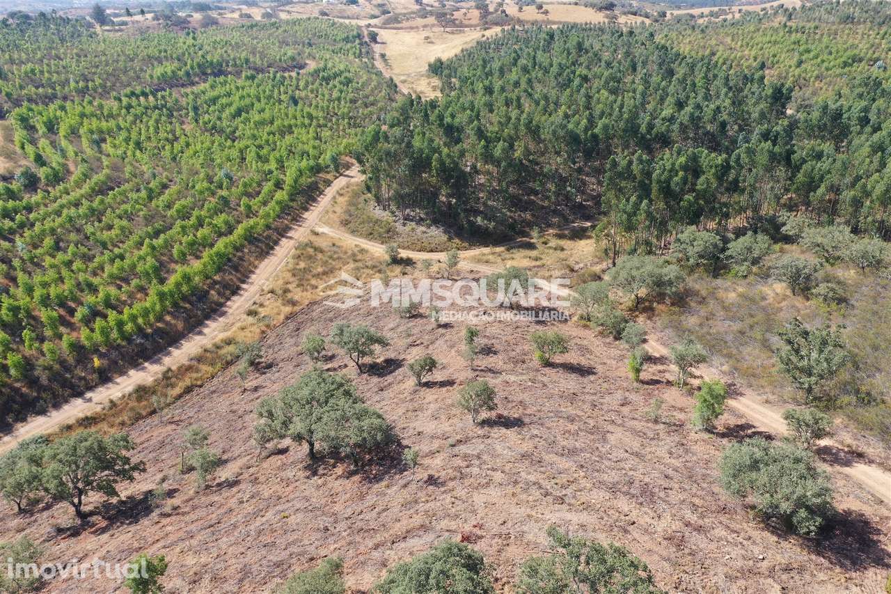 Terreno Rústico  Venda em Ourique,Ourique - Grande imagem: 2/11