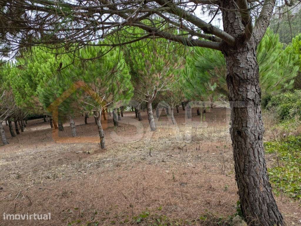 Terreno rustico com índice de construção para 2 moradias - Grande imagem: 2/19