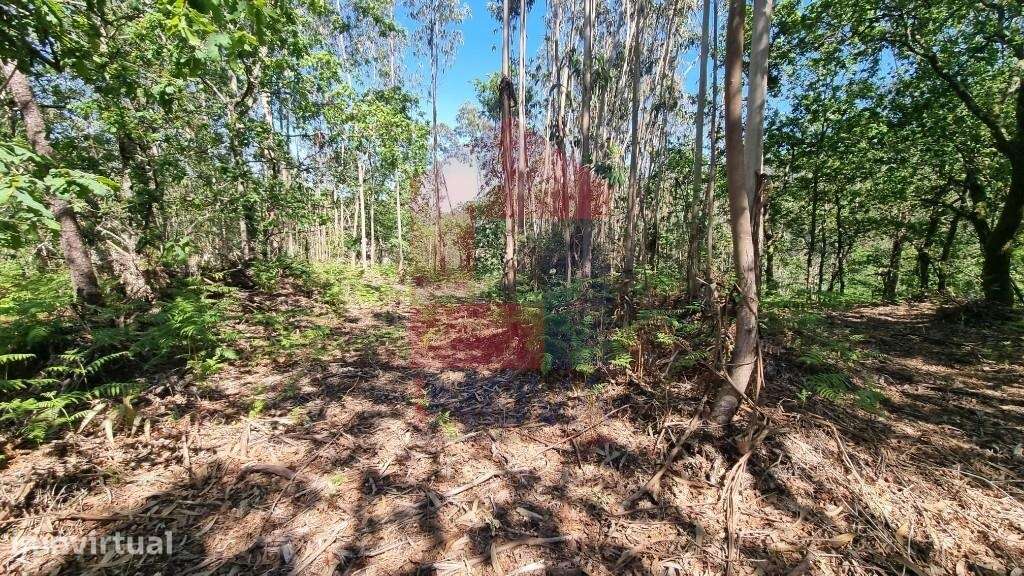 Terreno florestal, Balança - Grande imagem: 2/26