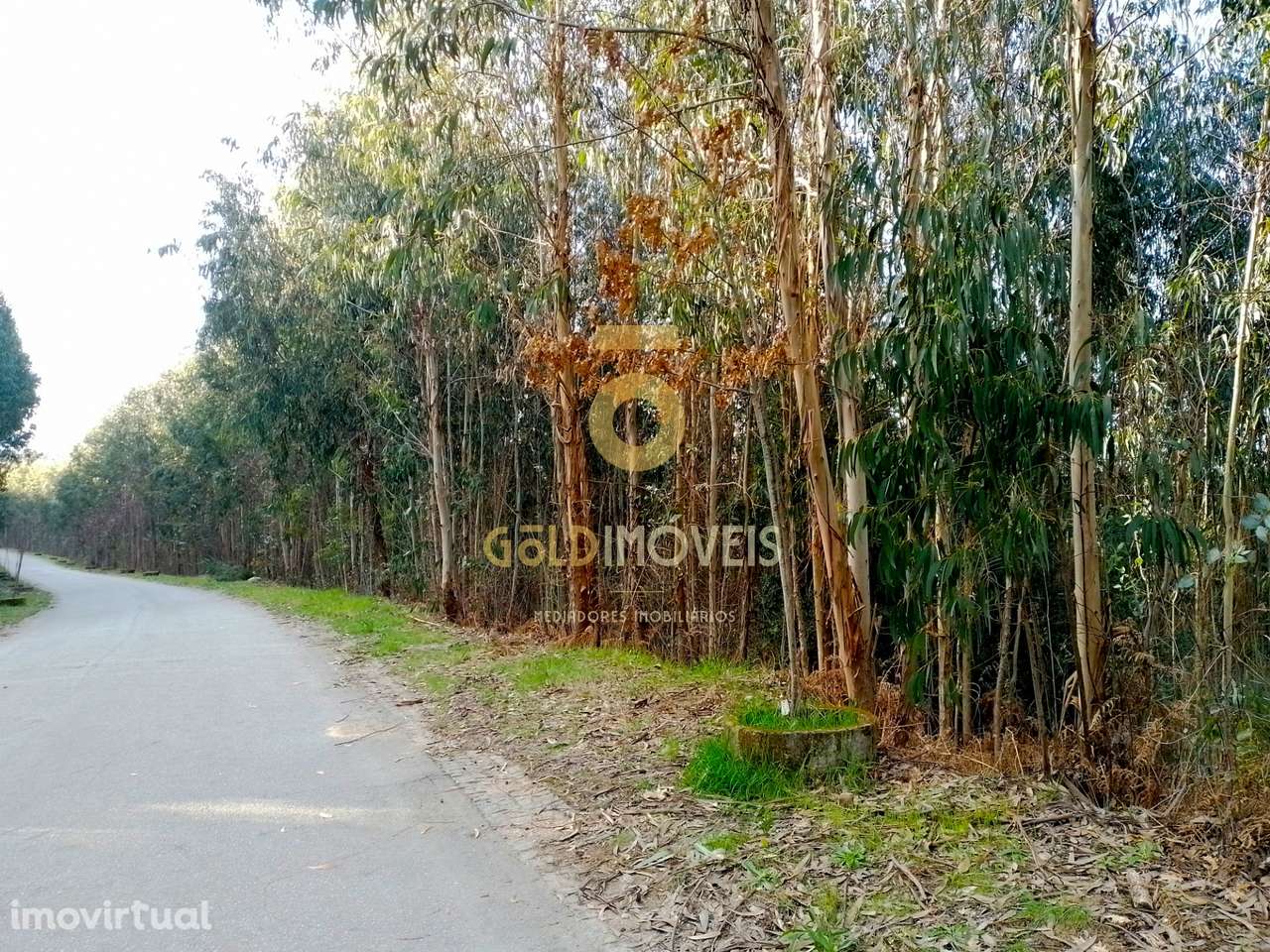 Terreno Florestal - Grande imagem: 3/7