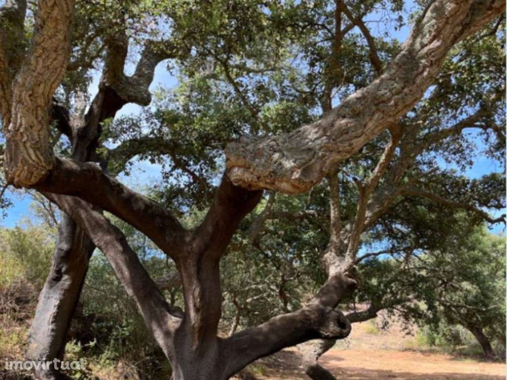 Terreno com 6,9 hectares e duas ruínas em Monsaraz junto ao Alqueva - Grande imagem: 4/30